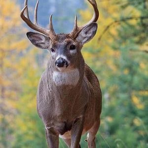 Meet your Posher, Logan